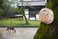 Drinking Deer, Nara Park, Japan Royalty Free Stock Photo